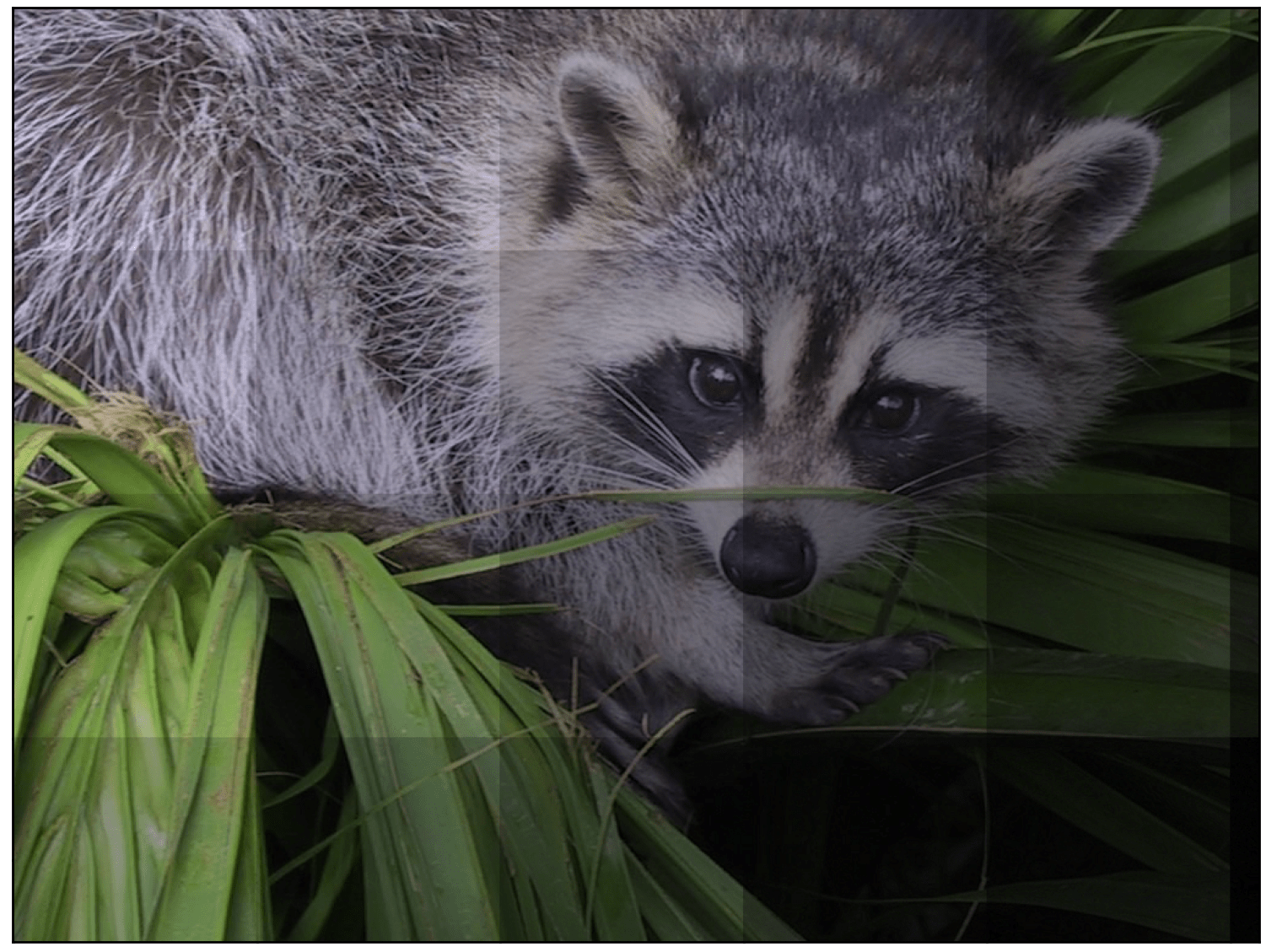 Rejoined raccoon img